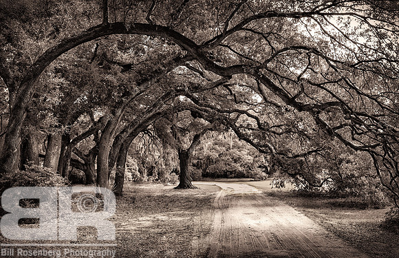 Nature's Arch 1