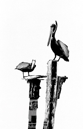 Two Pelicans