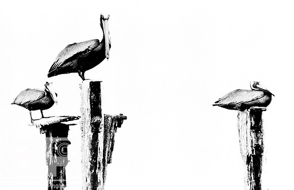 Three Pelicans
