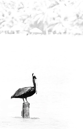 Pelican Island