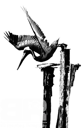 Diving Pelican