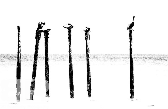 Missing Pelicans