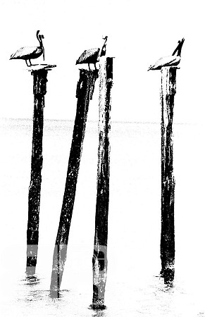 Three Pelicans II