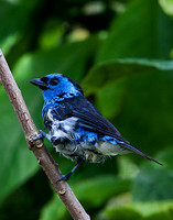 "Blue" Bird