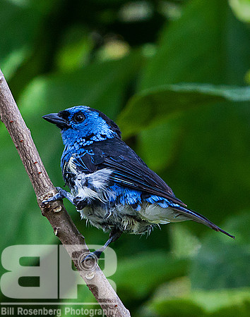 "Blue" Bird