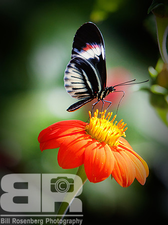Butterfly On Flower III