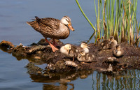 Family Time