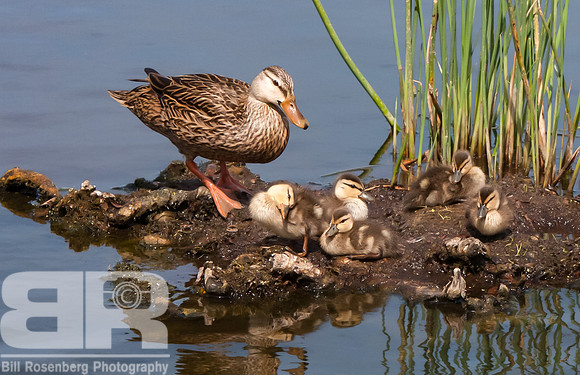 Family Time