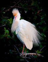 Cattle Egret II