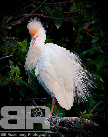 Cattle Egret II