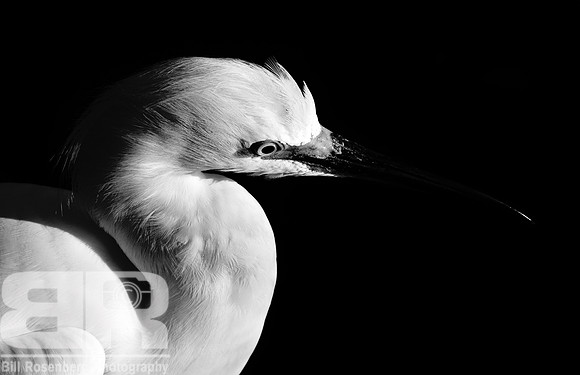 Egret Study