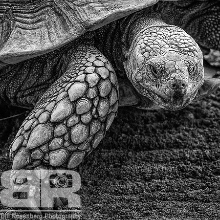 Tortise Portrait