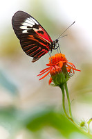 Butterfly On Flower