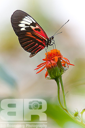 Butterfly On Flower