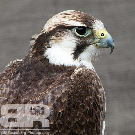 Peregrine Falcon