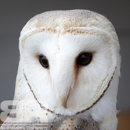 European Barn Owl