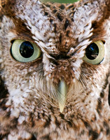 Owl Eyes