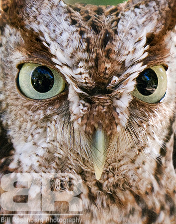 Owl Eyes