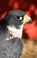 Eye Of The Falcon