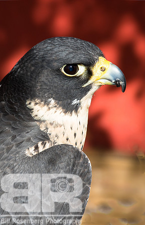 Eye Of The Falcon