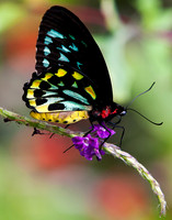 Butterfly On Flower II