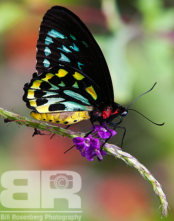 Butterfly On Flower II
