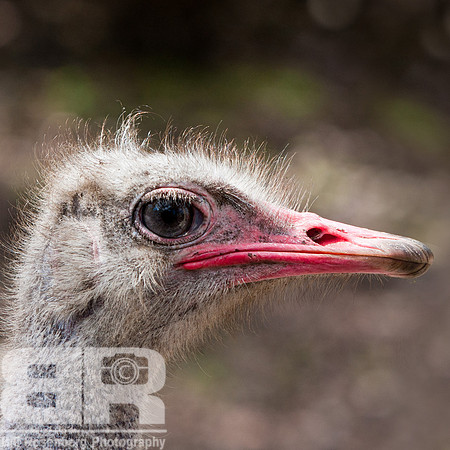Ostritch Eye