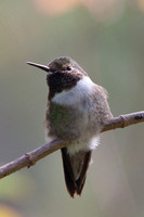 "Brown" Bird