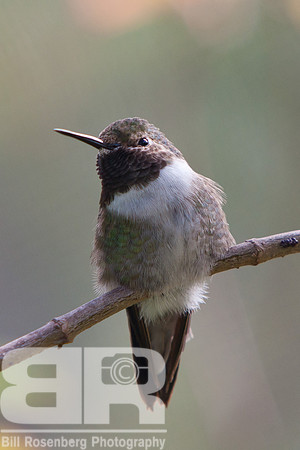 "Brown" Bird
