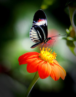 Butterfly On Flower III