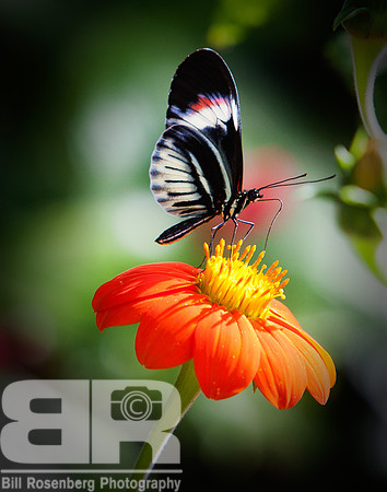 Butterfly On Flower III