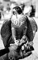 Pena's Bird