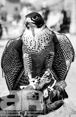 Pena's Bird