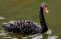 Black Swan