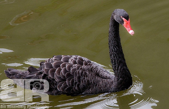 Black Swan