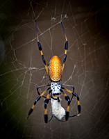 20080809_gumbo_limbo_nature_center_0010