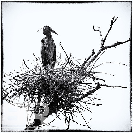 Patient Sentinal B/W