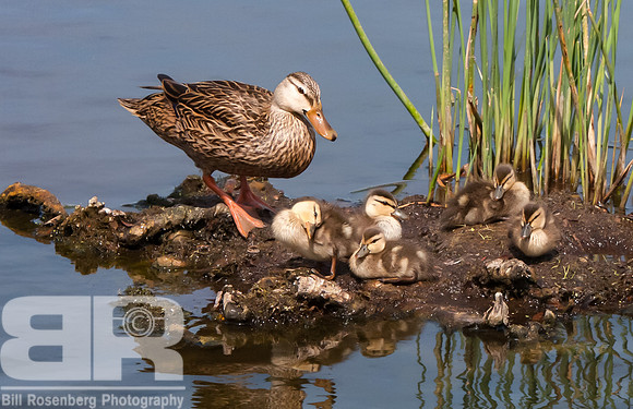 Family Time