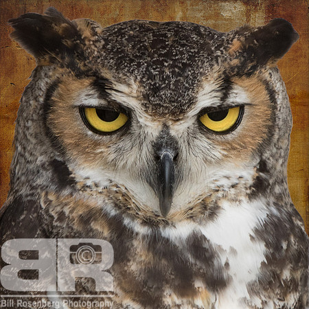 Great Horned Owl