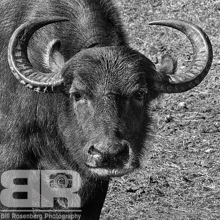Water Buffalo