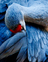 Sand Hill Crane