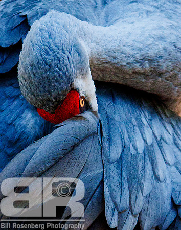 Sand Hill Crane