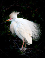 Cattle Egret