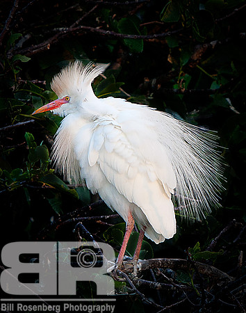 Cattle Egret