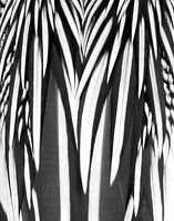 Anhinga Feathers