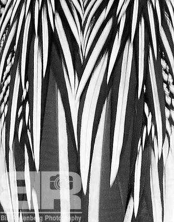 Anhinga Feathers