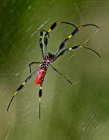 Creepy Crawler