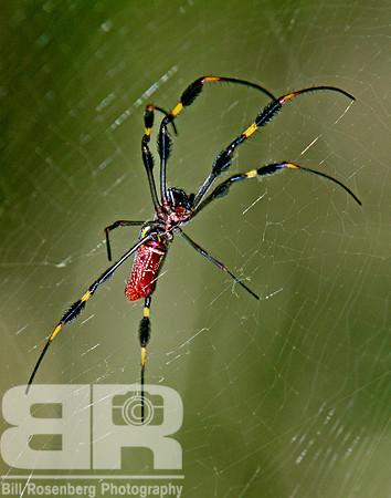 Creepy Crawler