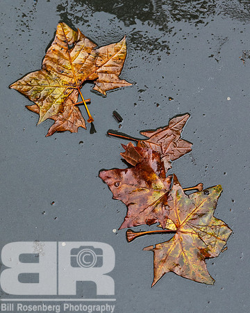 Wet Leaves, City Street 2