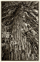 Buchart Redwood